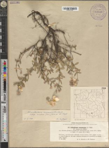 Helianthemum chamaecistus Mill. subsp. ovatum (Viv.) Schinz et Thell.