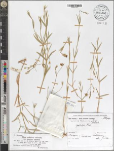 Stellaria palustris Ehrh.