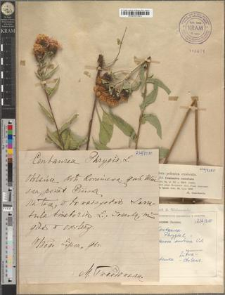 Centaurea austriaca Willd.