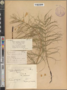 Equisetum arvense L. var. nemorosum A. Br.