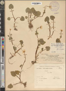 Ficaria verna Huds. subsp. bulbifera (Albert) A. et D. Löve