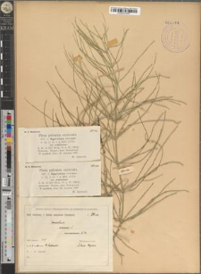 Equisetum arvense L. var. nemorosum A. Br.