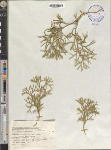Diphasium complanatum (L.) Rothm. subsp. complanatum