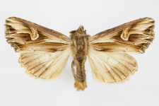 Actinotia polyodon