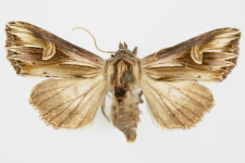 Actinotia polyodon