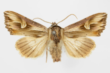 Actinotia polyodon