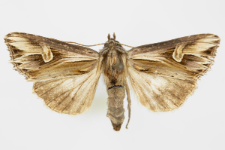 Actinotia polyodon