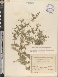 Malachium aquaticum (L.) Fr.