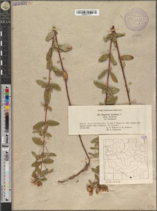 Hypericum maculatum Cr. subsp. maculatum var. maculatum