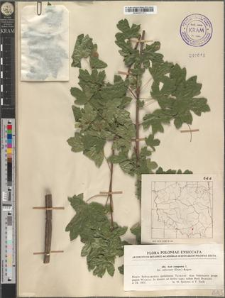 Acer campestre L. fo. suberosum (Dum.) Rogow.