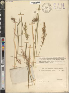 Trisetum flavescens (L.) P. B.