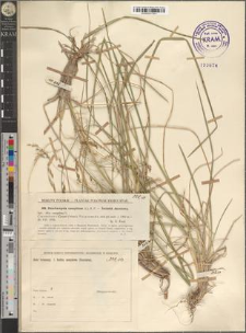Deschampsia caespitosa (L.) P. B.
