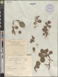Salix reticulata L.
