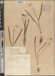Galanthus nivalis L.