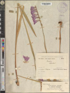 Gladiolus imbricatus L.