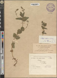 Veronica chamaedrys L. subsp. orbelica D. Peev