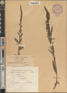 Veronica spicata L. var. vulgaris Koch