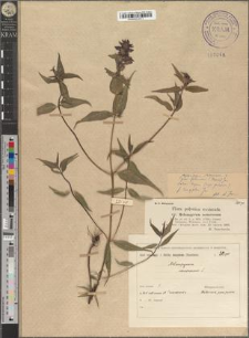 Melampyrum nemorosum L. grex polonicum (Beauv.) Jas. subsp. polonicum fo. longipilum Jas.