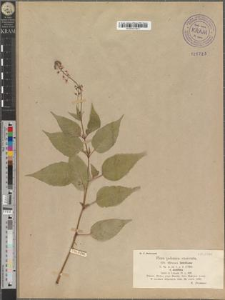 Circaea lutetiana L. var. ovatifolia Lasch