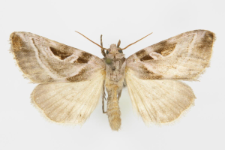 Callopistria virgo