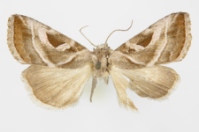 Callopistria virgo