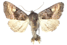 Euplexia luciparia