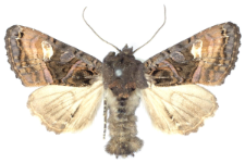 Euplexia luciparia