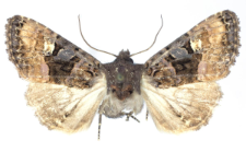 Euplexia luciparia