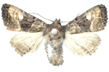 Euplexia luciparia