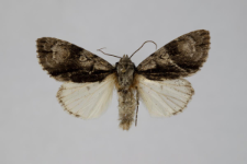 Acronicta alni