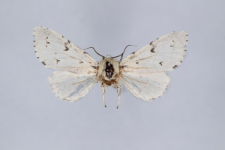 Acronicta leporina