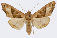 Phlogophora meticulosa