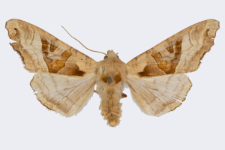 Phlogophora meticulosa