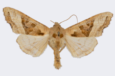 Phlogophora meticulosa