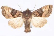 Euplexia luciparia