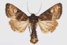 Euplexia luciparia