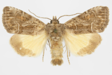 Thalpophila matura