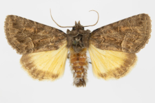 Thalpophila matura