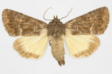 Thalpophila matura