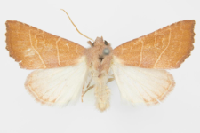 Atethmia ambusta