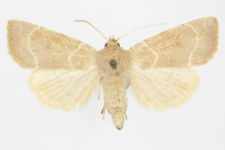 Enargia abluta