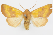 Atethmia centrago