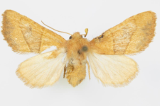 Atethmia centrago