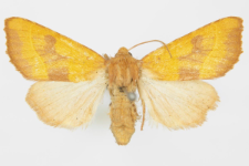 Atethmia centrago