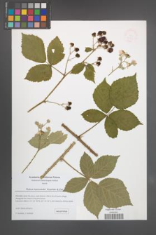 Rubus kaznowskii [KOR 51361]