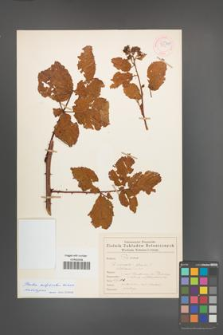 Rubus subplicatus [KOR 55375]
