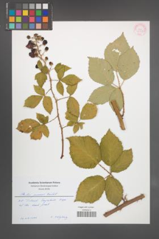 Rubus praecox [KOR 55329]