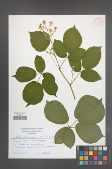Rubus limitaneus [KOR 55330]