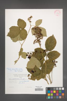 Rubus fasciculatus [KOR 29245]
