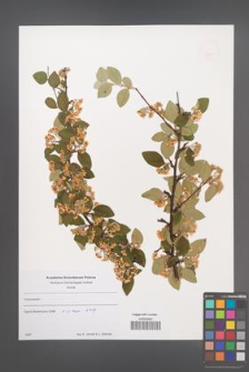 Cotoneaster veitchii [KOR 49510]